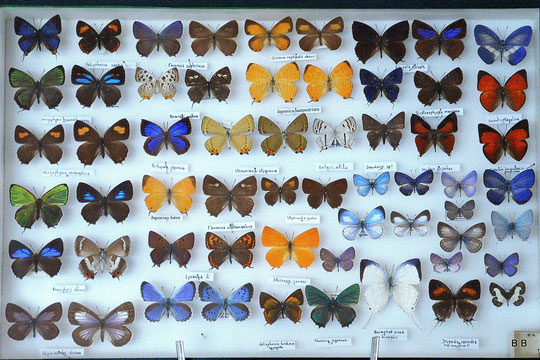 collectionneur de papillon