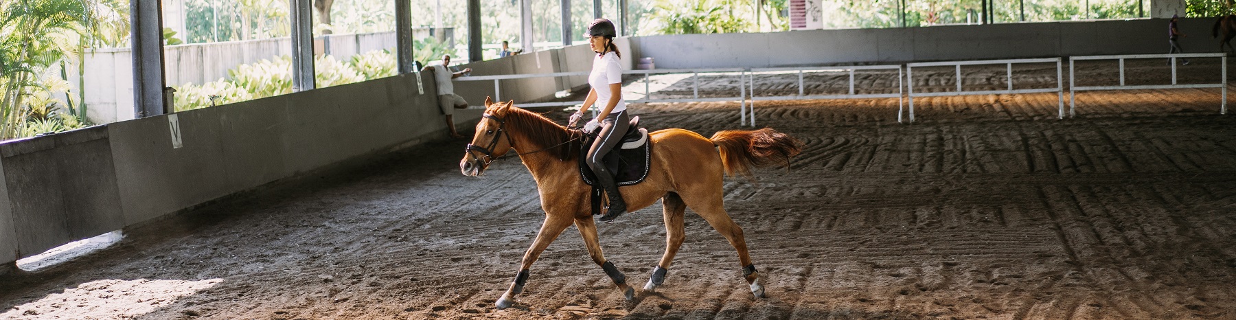 la pratique equestre en plein essor en belgique