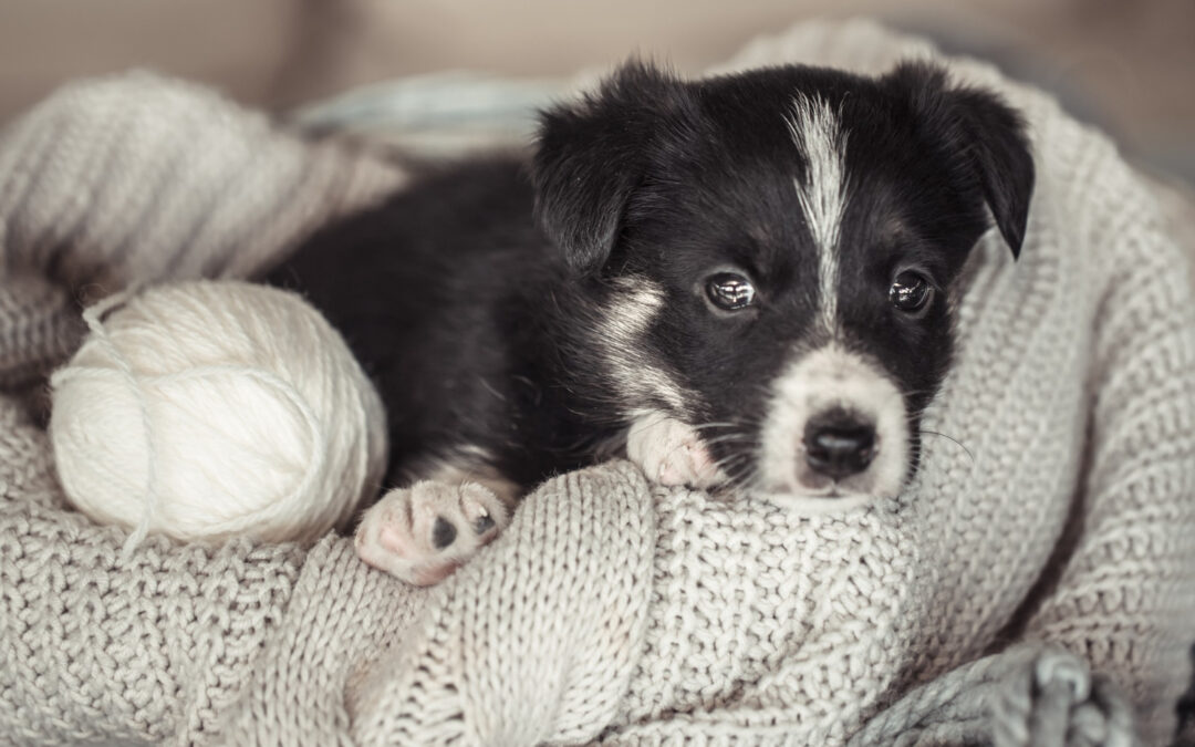 Agria : la protection santé qui accompagne les propriétaires d’animaux