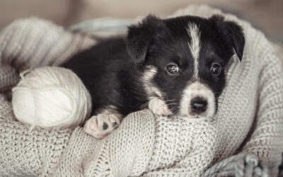 Agria : la protection santé qui accompagne les propriétaires d’animaux