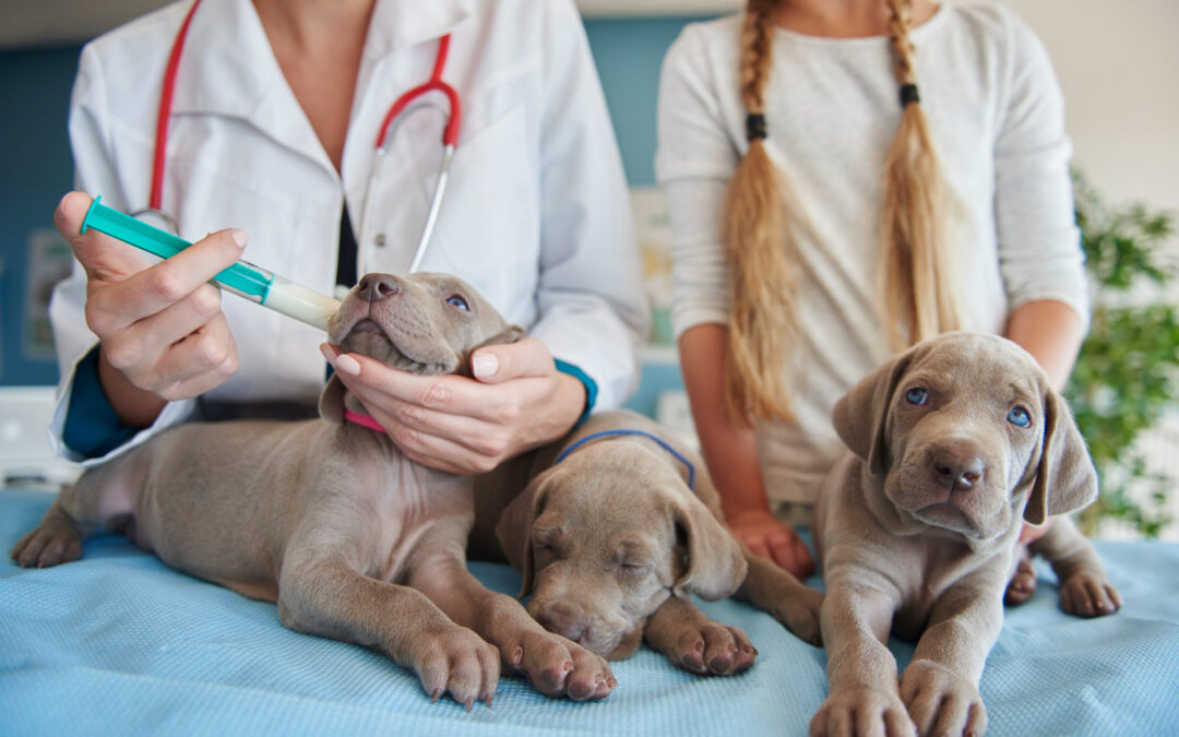 Une vétérinaire administre un médicament liquide à la seringue à l'un des trois chiots braques de Weimar sur une table d'examen, à côté d'une jeune fille.