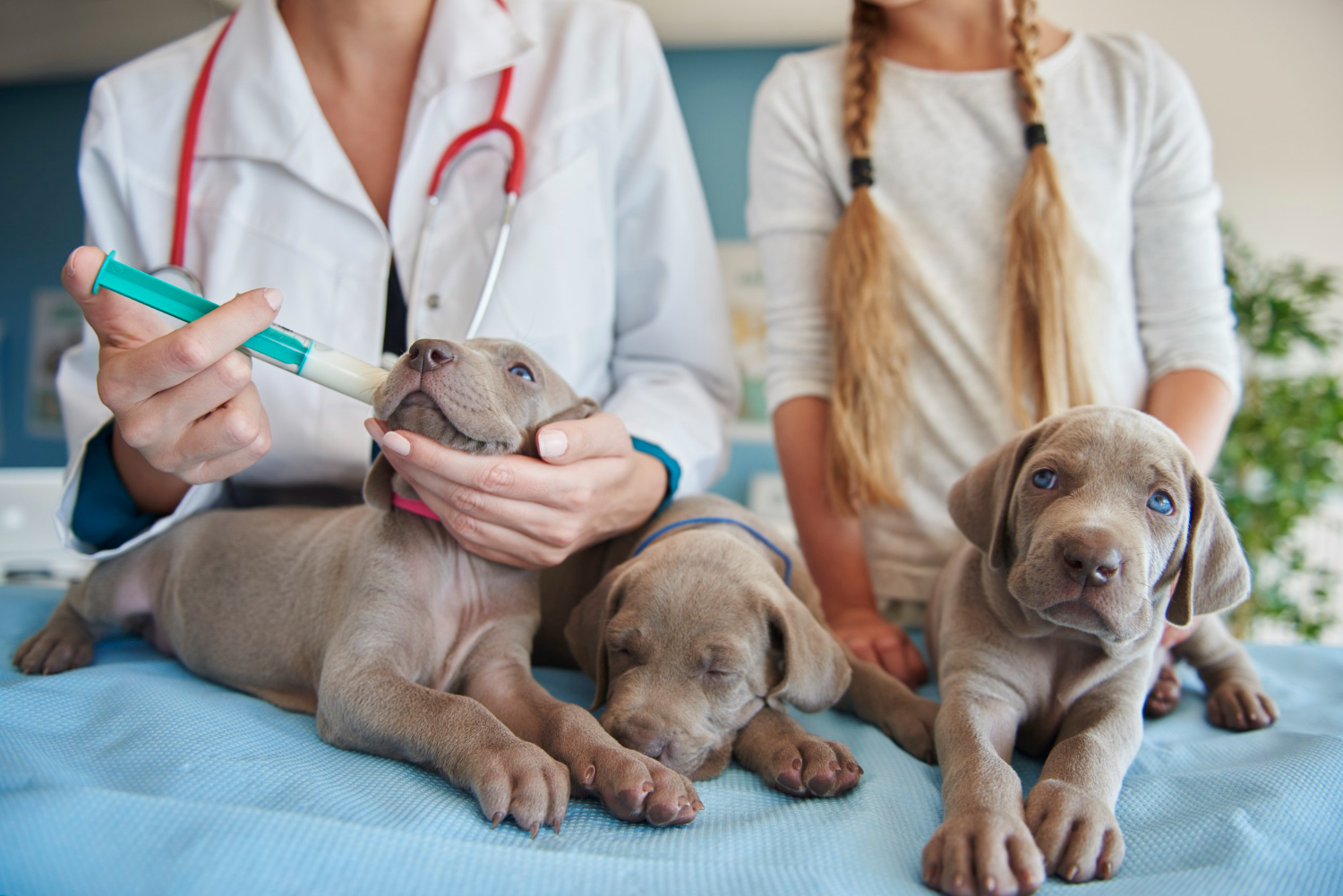 Une vétérinaire administre un médicament liquide à la seringue à l'un des trois chiots braques de Weimar sur une table d'examen, à côté d'une jeune fille.