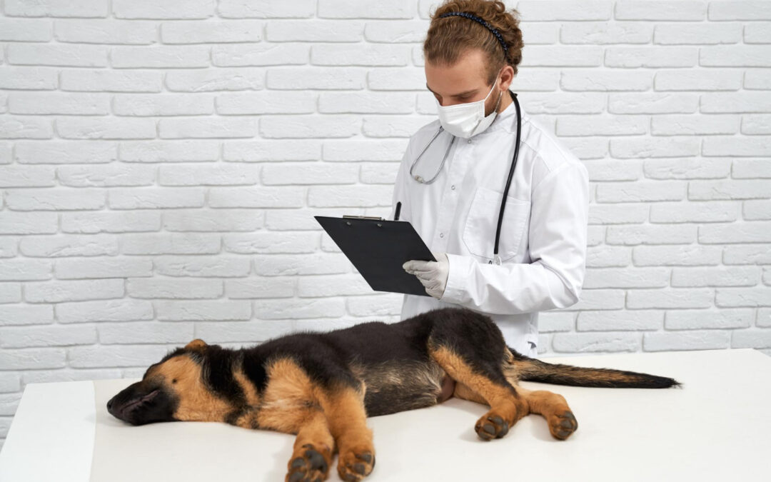 un vétérinaire portant un masque médical et une blouse blanche écrivant sur un porte-bloc, tout en examinant un chiot Berger Allemand allongé sur une table de consultation