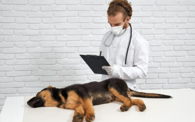 Agria : protéger la santé des animaux avec un spécialiste de l’assurance