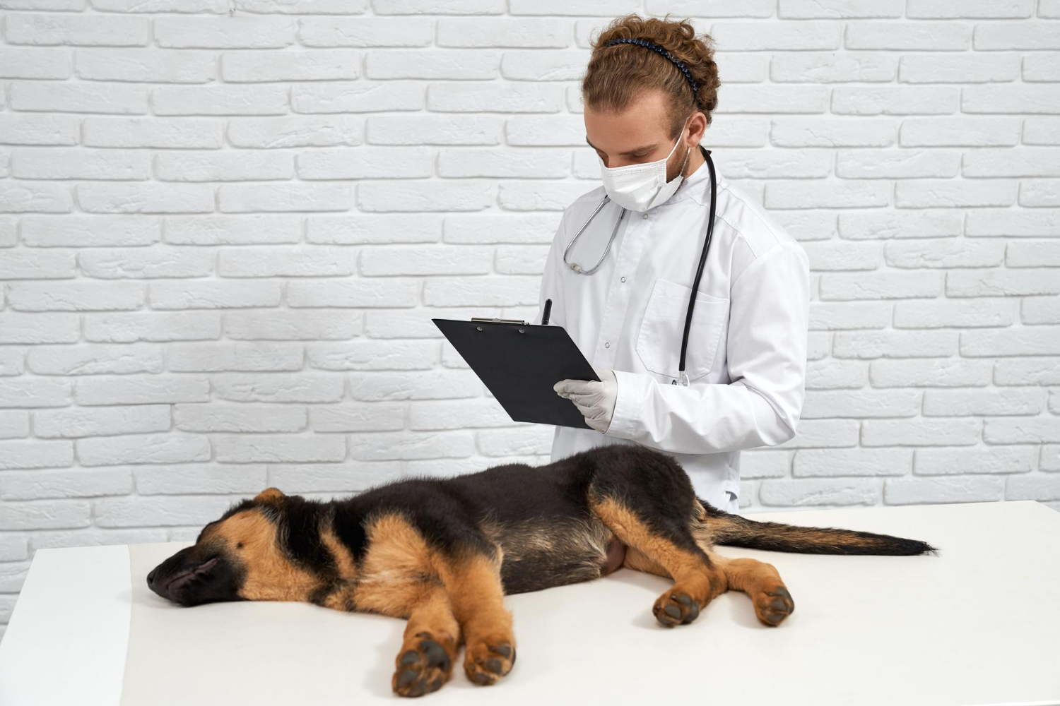 un vétérinaire portant un masque médical et une blouse blanche écrivant sur un porte-bloc, tout en examinant un chiot Berger Allemand allongé sur une table de consultation